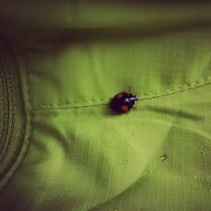 Jason's pet ladybug