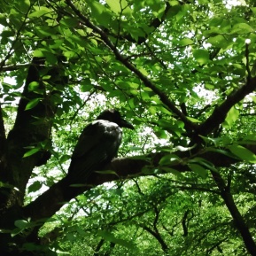 Crow in Yoyogi park