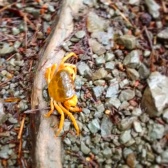 Orange mountain crab